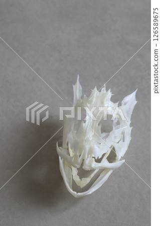 Skeleton of a rockfish 126589675