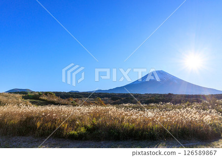 The majestic Mount Fuji behind a blanket of silver grass 126589867