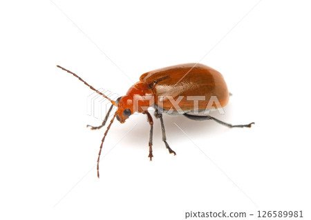 Urihamushi 126589981