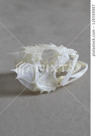 Skeleton of a rockfish 126589987