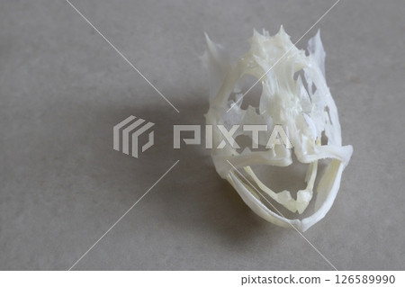 Skeleton of a rockfish Skeleton of a rockfish 126589990