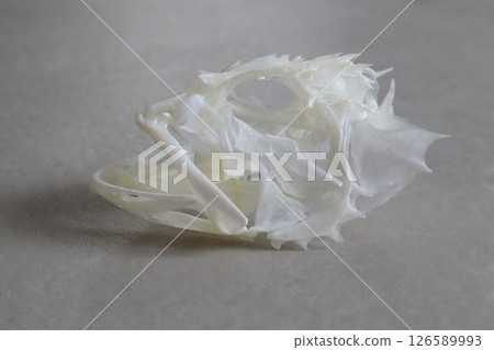 石魚的骨骼 126589993