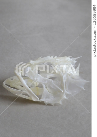 Skeleton of a rockfish 126589994