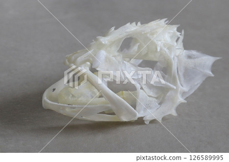 Skeleton of a rockfish 126589995