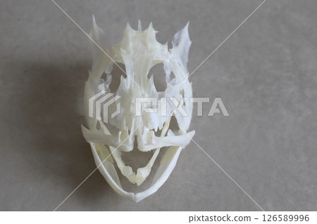 Skeleton of a rockfish 126589996
