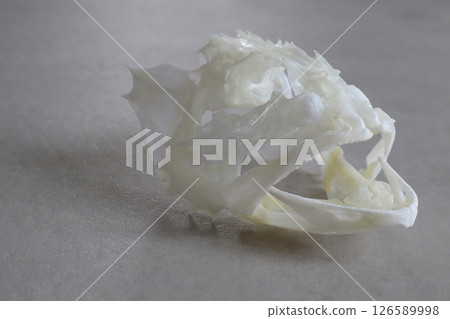 Skeleton of a rockfish 126589998