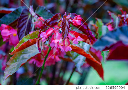 秋海棠 秋海棠 126590004