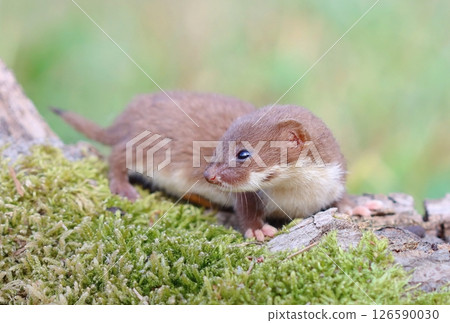 Adorable little common weasel in summer Adorable little common weasel in summer 126590030