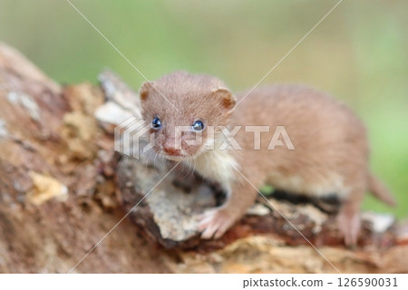 Adorable little common weasel in summer Adorable little common weasel in summer 126590031