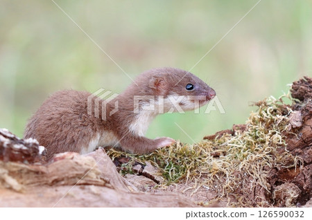 Adorable little common weasel in summer Adorable little common weasel in summer 126590032