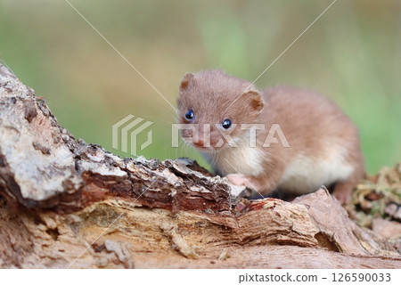 Adorable little common weasel in summer 126590033