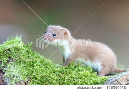 Adorable little common weasel in summer 126590038
