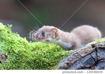 Adorable little common weasel in summer 126590039