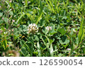 White flowers in the green 126590054