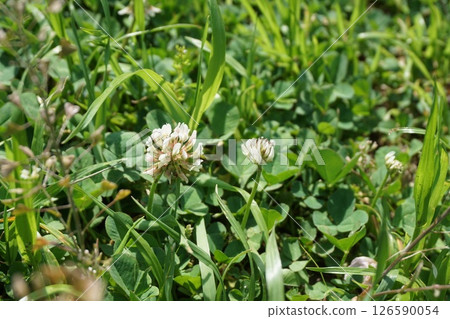 White flowers in the green White flowers in the green 126590054