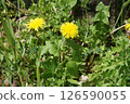 Small yellow flowers blooming in the grass 126590055