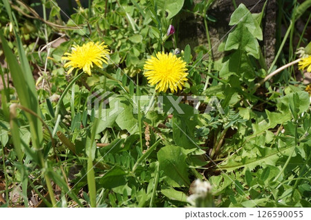 Small yellow flowers blooming in the grass Small yellow flowers blooming in the grass 126590055