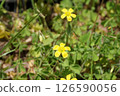 Yellow flower in green 126590056
