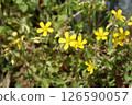 Many yellow flowers blooming in the field 126590057