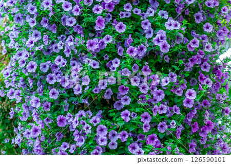 Petunia Petunia 126590101