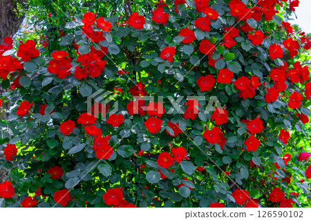 Nastachuum 126590102