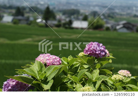 繡球花和稻田的景色 繡球花和稻田的景色 126590110
