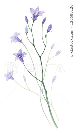 Bluebells. Watercolor illustration Bluebells. Watercolor illustration 126590120