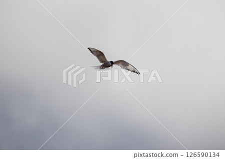 Common tern bird flies under gray cloudy sky on a daytime 126590134