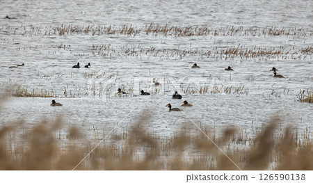 Serene wetland setting with ducks swimming amidst calm water and reeds Serene wetland setting with ducks swimming amidst calm water and reeds 126590138