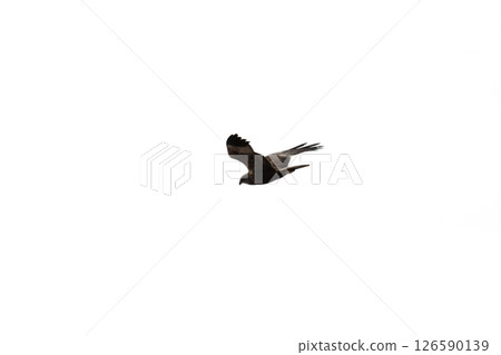 Common buzzard in flight. Bird of prey isolated on white background Common buzzard in flight. Bird of prey isolated on white background 126590139