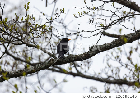 Blackbird resting on a lichen-covered branch amidst budding leaves 126590149