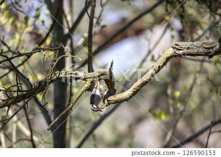 A close-up view of a small bird perched on a tree branch 126590153