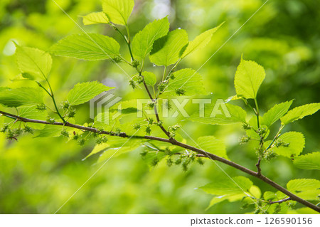Fresh green leaves shining through the light Fresh green leaves shining through the light 126590156