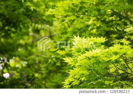 Fresh green leaves shining through the light 126590217