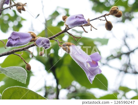 淡紫色泡桐花和花蕾 126590247