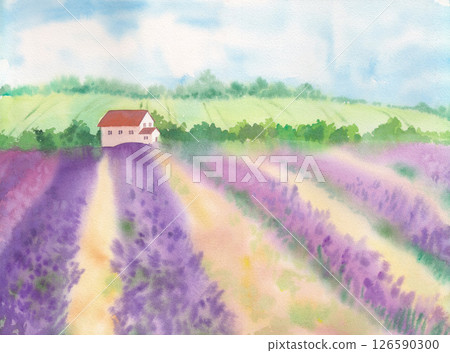The lavander field and the house. watercolor illustration 126590300