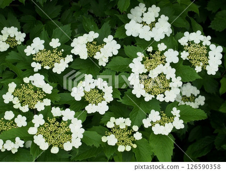 莢蒾的白花 莢蒾的白花 126590358