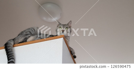 一隻在高處休息的可愛貓咪—虎斑貓 126590475