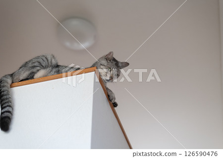 一隻在高處休息的可愛貓咪—虎斑貓 126590476