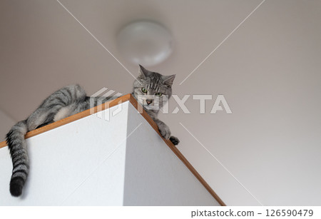 Cute cat relaxing in a high place - Tabby cat 126590479