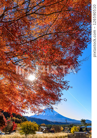陽光明媚的早晨，雄偉的富士山 126590510