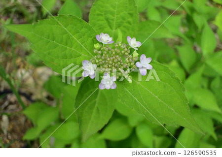 Hydrangea monadelpha 126590535