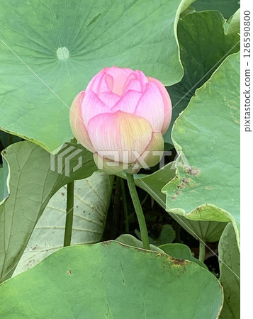 蓮花3 蓮花3 126590800