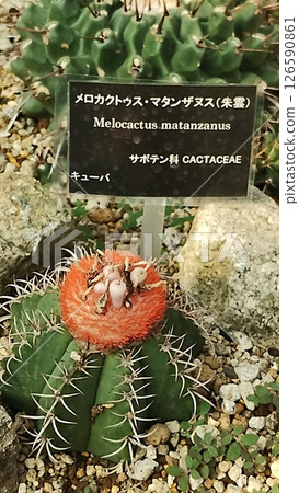 筑波植物園的仙人掌 筑波植物園的仙人掌 126590861