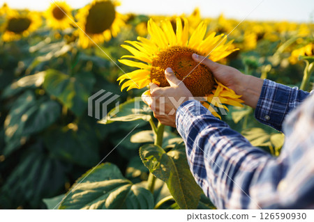 Farmer examining crop in the sunflower field. Harvesting, organic farming concept 126590930