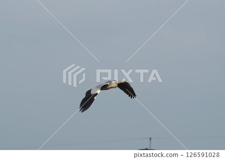 蒼鷺在天空中飛翔 蒼鷺在天空中飛翔 126591028