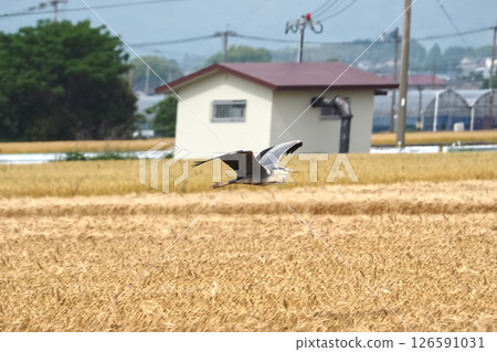 一隻蒼鷺飛過鄉村的稻田 一隻蒼鷺飛過鄉村的稻田 126591031