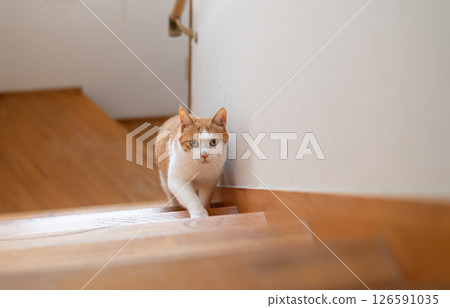 Cat climbing the stairs Brown tiger white Cat climbing the stairs Brown tiger white 126591035