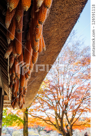 日本原汁原味的風景，中秋的西湖醫席之鄉根場 126591118