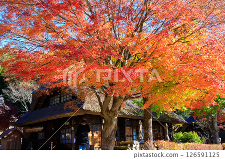 日本原汁原味的風景,中秋的西湖醫席之鄉根場 日本原汁原味的風景,中秋的西湖醫席之鄉根場 126591125